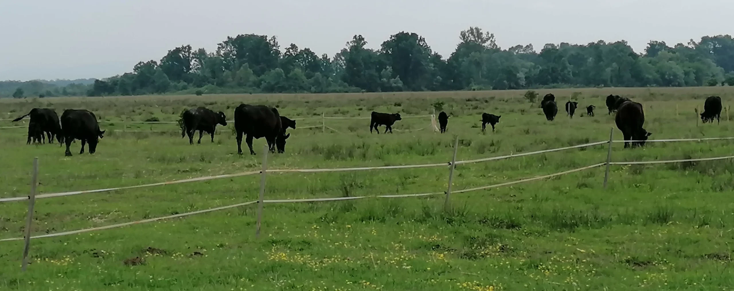 Aberdeen Angus