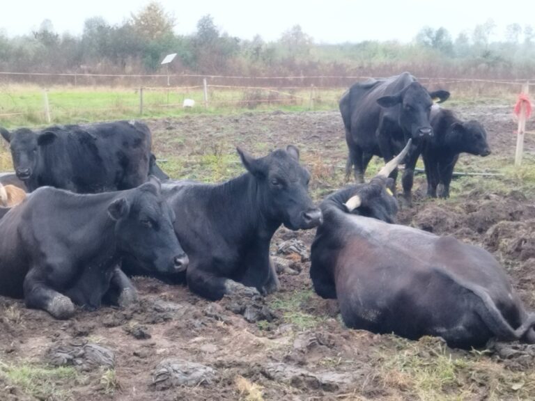 Farma Aberdeen Angus Gradiška - Srbac
