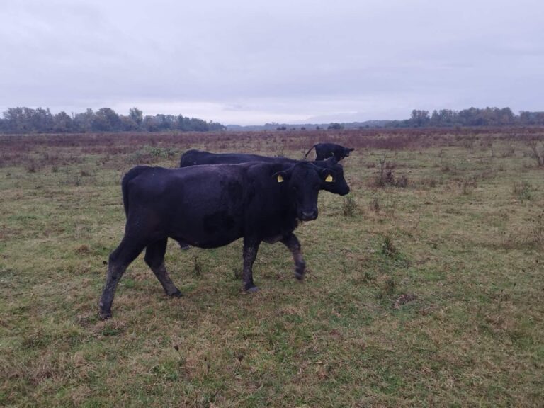 Farma Aberdeen Angus Gradiška - Srbac