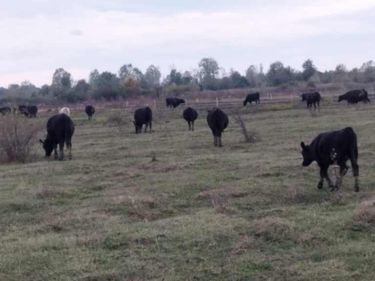 Farma Aberdeen Angus Gradiška - Srbac