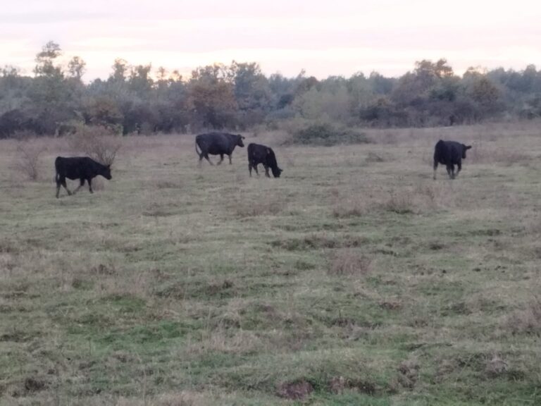 Farma Aberdeen Angus Gradiška - Srbac
