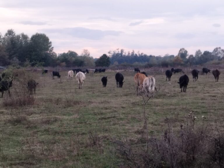 Farma Aberdeen Angus Gradiška - Srbac