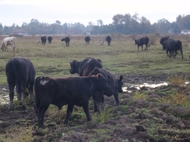 Farma Aberdeen Angus Gradiška - Srbac