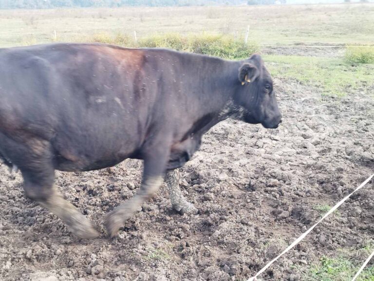 Farma Aberdeen Angus Gradiška - Srbac