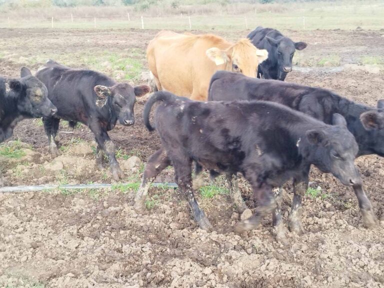 Farma Aberdeen Angus Gradiška - Srbac