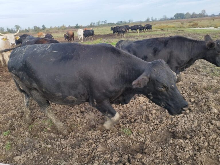 Farma Aberdeen Angus Gradiška - Srbac