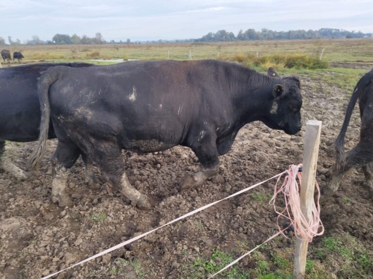 Farma Aberdeen Angus Gradiška - Srbac