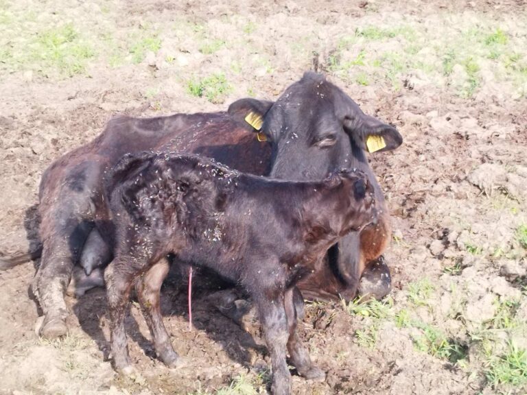 Farma Aberdeen Angus Gradiška - Srbac