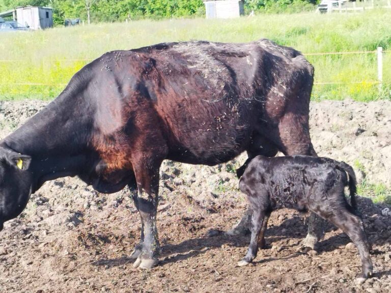 Farma Aberdeen Angus Gradiška - Srbac