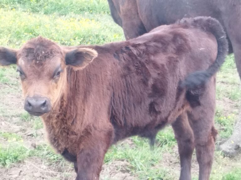 Farma Aberdeen Angus Gradiška - Srbac