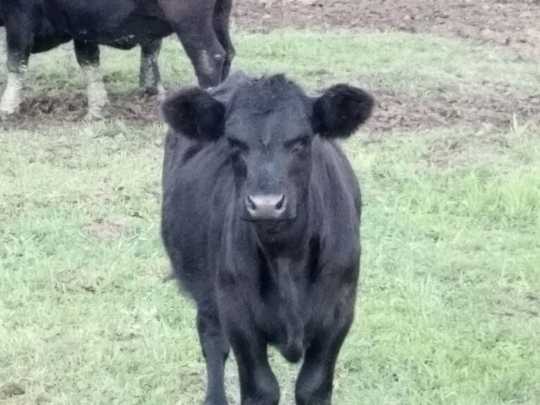 Farma Aberdeen Angus Gradiška - Srbac