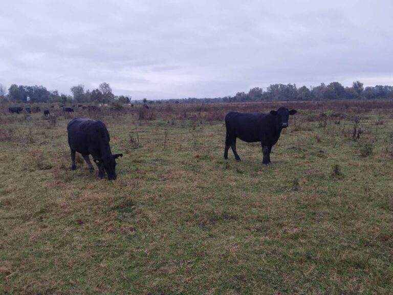 Farma Aberdeen Angus Gradiška - Srbac
