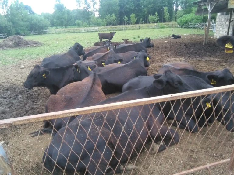 Farma Aberdeen Angus