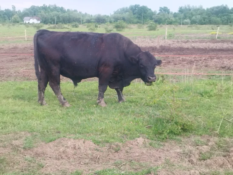 Bik Aberdeen Angus