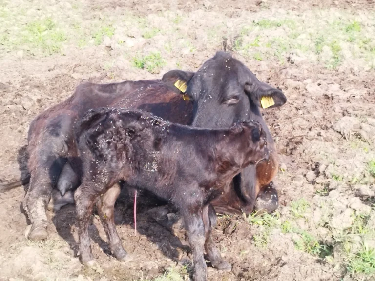 Tele Aberdeen Angus