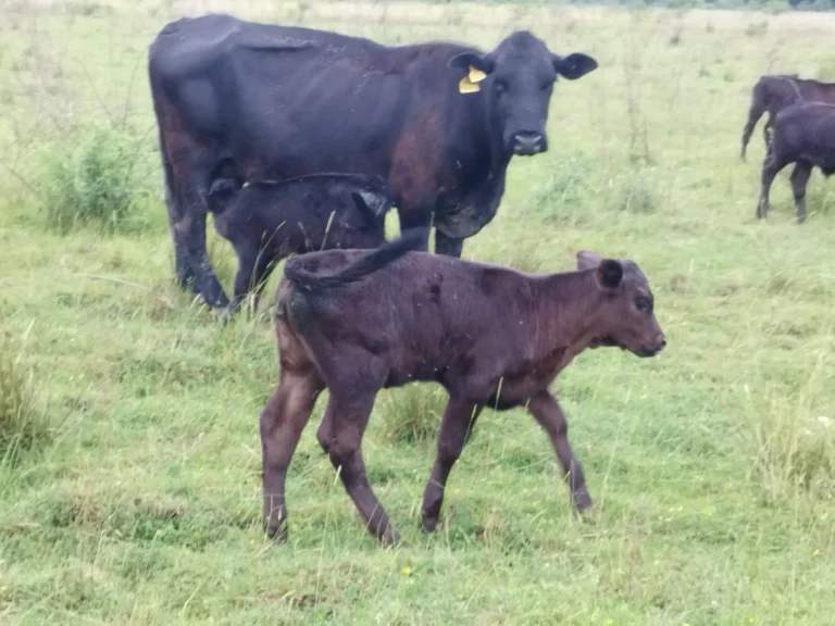 Tele Aberdeen Angus